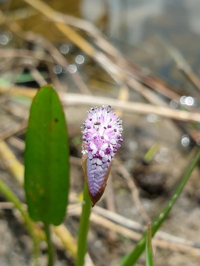 Aponogeton natans, photographed by Aravinth