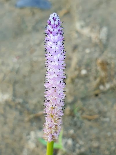 Aponogeton natans, photographed by Aravinth