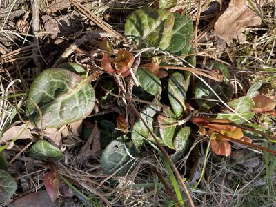 Pyrola americana, photographed by Jim Arrigoni