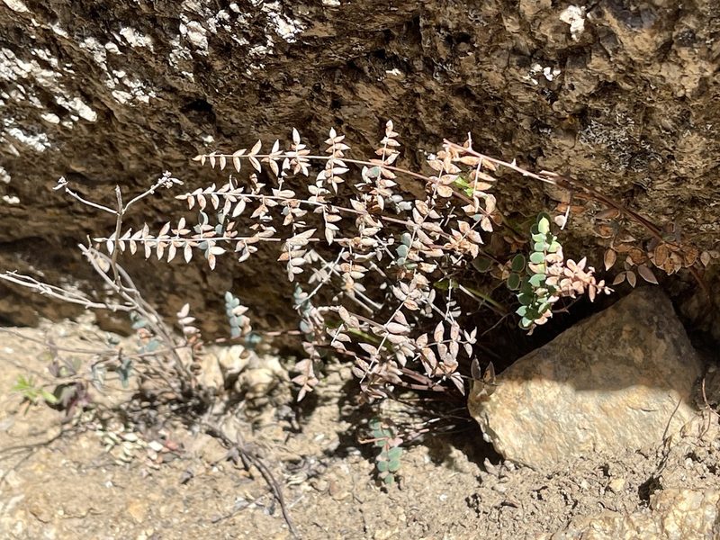Pellaea truncata, photographed by CK2AZ