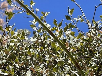 Quercus turbinella, photographed by CK2AZ