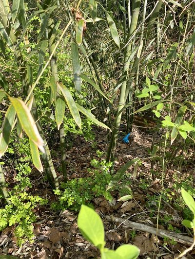 Phyllostachys aureosulcata, photographed by Emily Summerbell