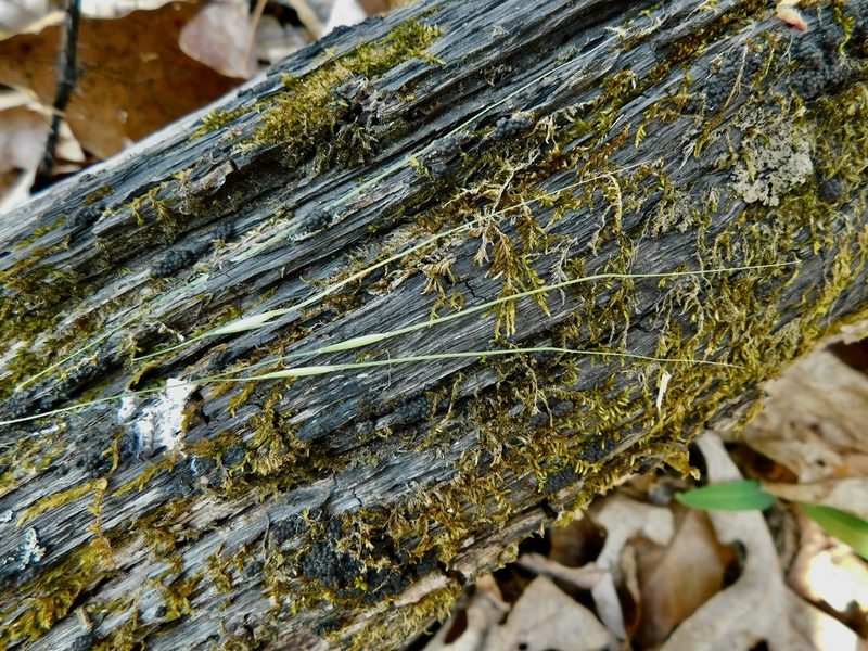 Piptochaetium avenaceum, photographed by Michael J. Papay
