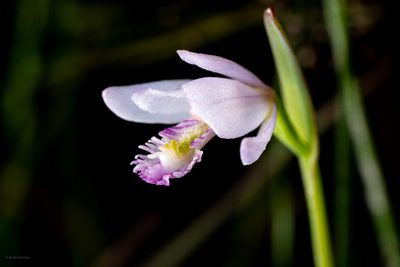 Pogonia ophioglossoides, photographed by evangrimes
