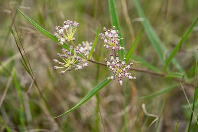 Asclepias longifolia, photographed by evangrimes