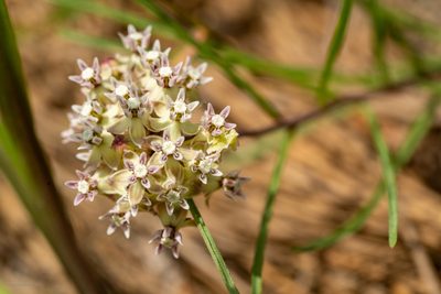 Asclepias michauxii, photographed by evangrimes