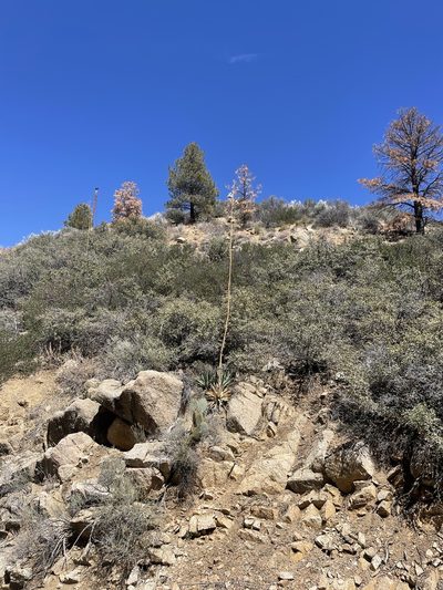 Agave mckelveyana, photographed by CK2AZ