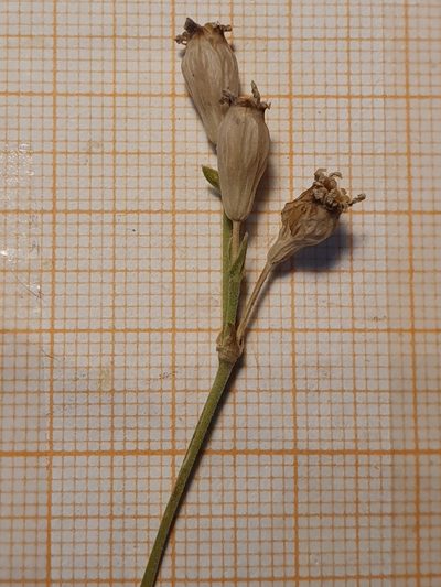Silene turbinata, photographed by Mehdi Chetibi