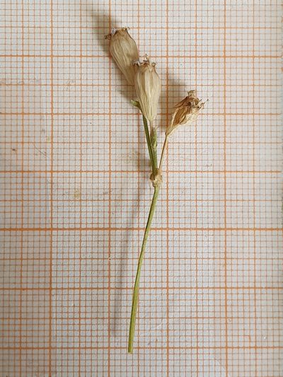 Silene turbinata, photographed by Mehdi Chetibi
