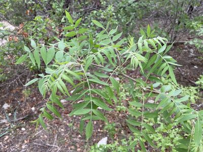 Rhus lanceolata, photographed by lejones417