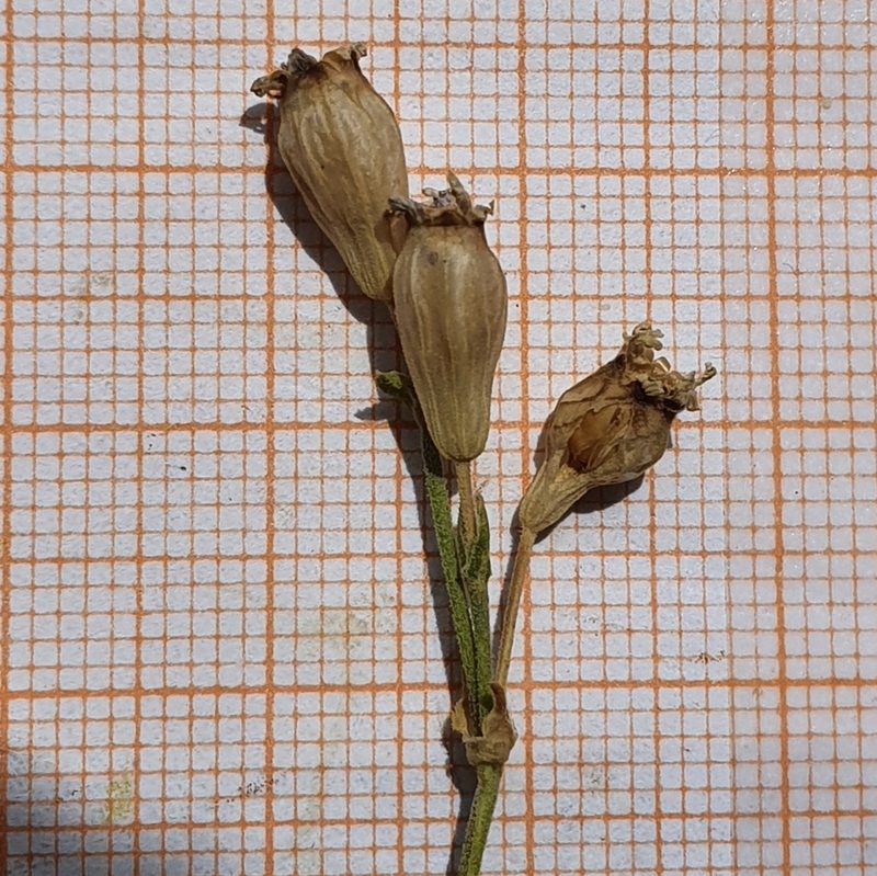Silene turbinata, photographed by Mehdi Chetibi