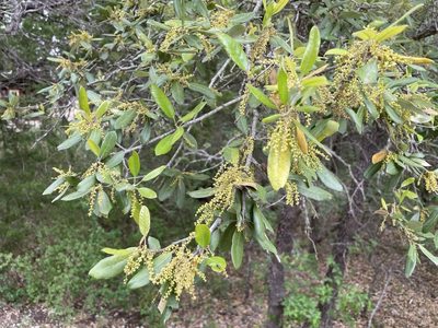 Quercus fusiformis, photographed by lejones417