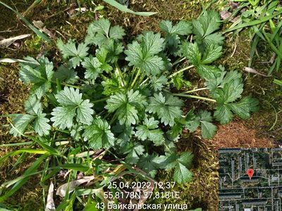 Potentilla norvegica, photographed by Екатерина Гущина