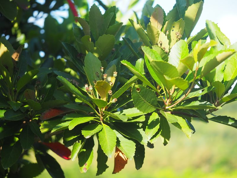Eriobotrya deflexa, photographed by 葉子