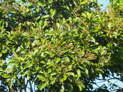 Buchanania arborescens, photographed by 葉子