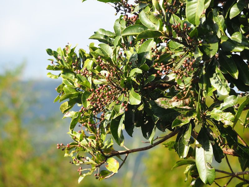 Buchanania arborescens, photographed by 葉子