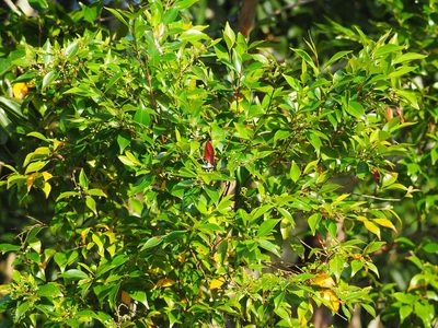 Decaspermum gracilentum, photographed by 葉子