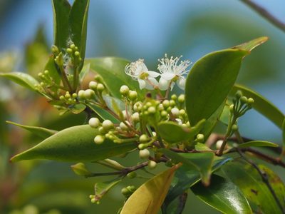 Decaspermum gracilentum, photographed by 葉子