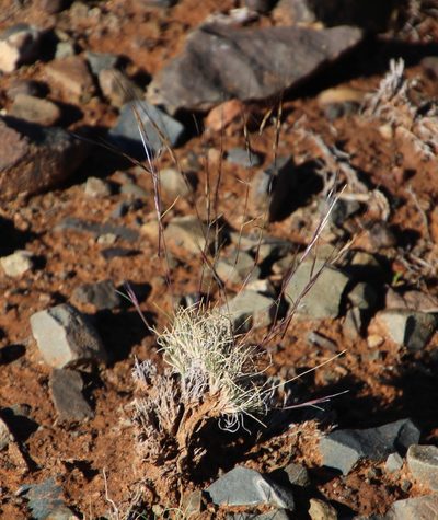 Stipagrostis obtusa, photographed by Tony Rebelo