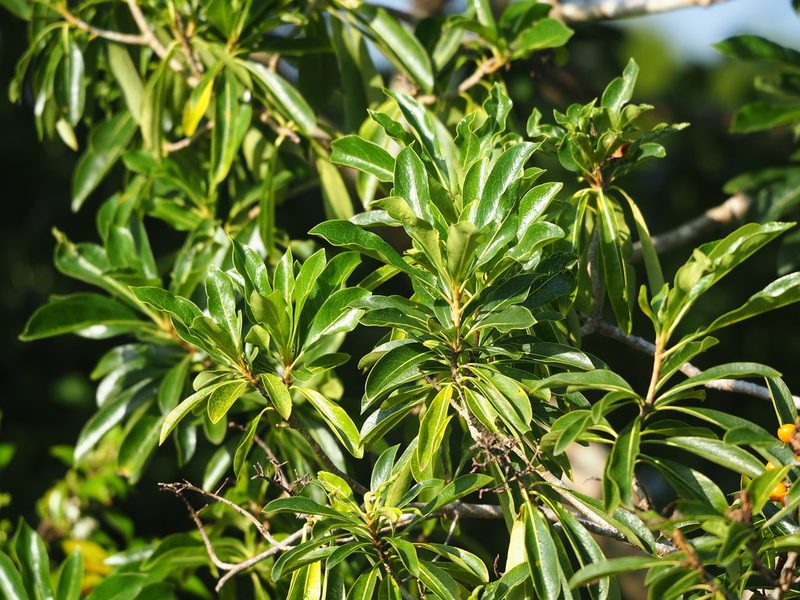 Pittosporum pentandrum, photographed by 葉子