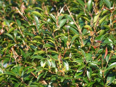 Decaspermum gracilentum, photographed by 葉子