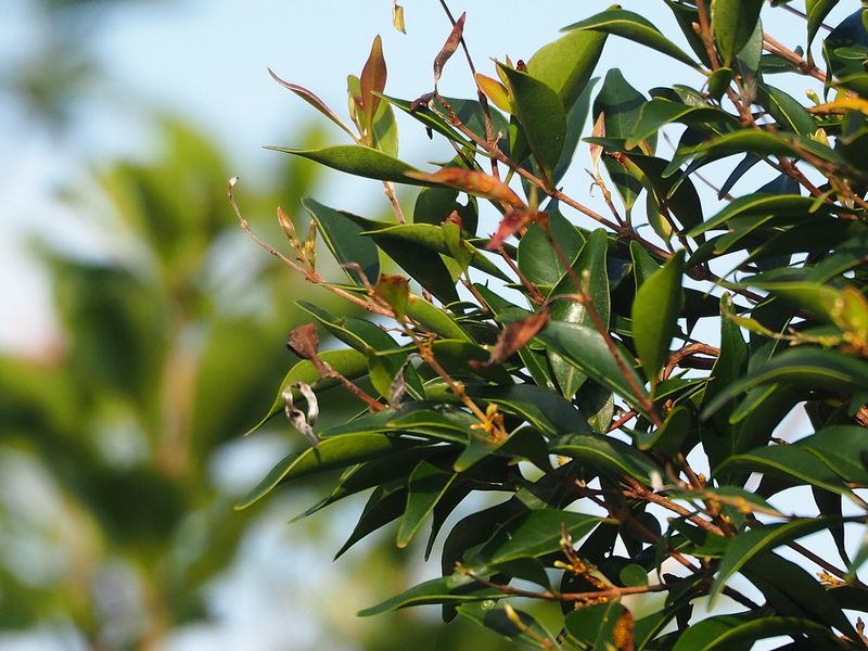Decaspermum gracilentum, photographed by 葉子