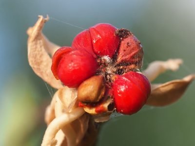 Glochidion philippicum, photographed by 葉子