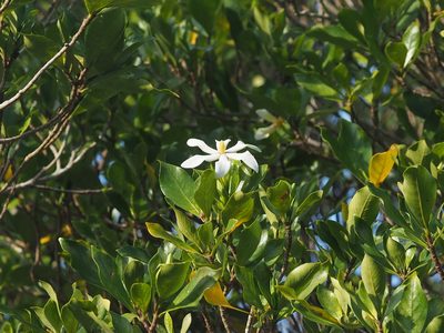 Gardenia jasminoides, photographed by 葉子