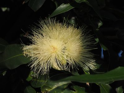 Syzygium jambos, photographed by 葉子
