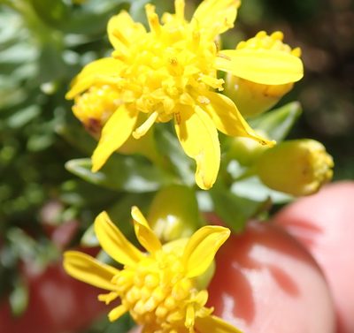 Euryops tysonii, photographed by Peter Warren