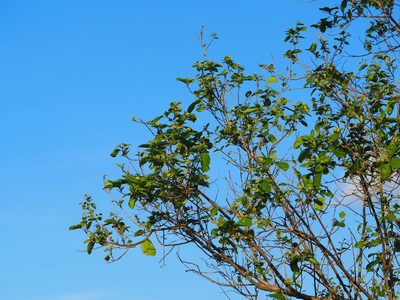 Cordia dichotoma, photographed by 葉子