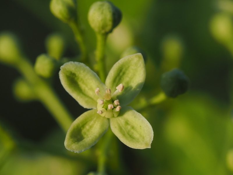Clausena excavata, photographed by 葉子