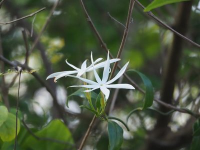 Jasminum nervosum, photographed by 葉子