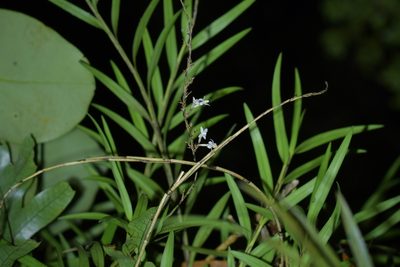 Earina autumnalis, photographed by Christopher Stephens