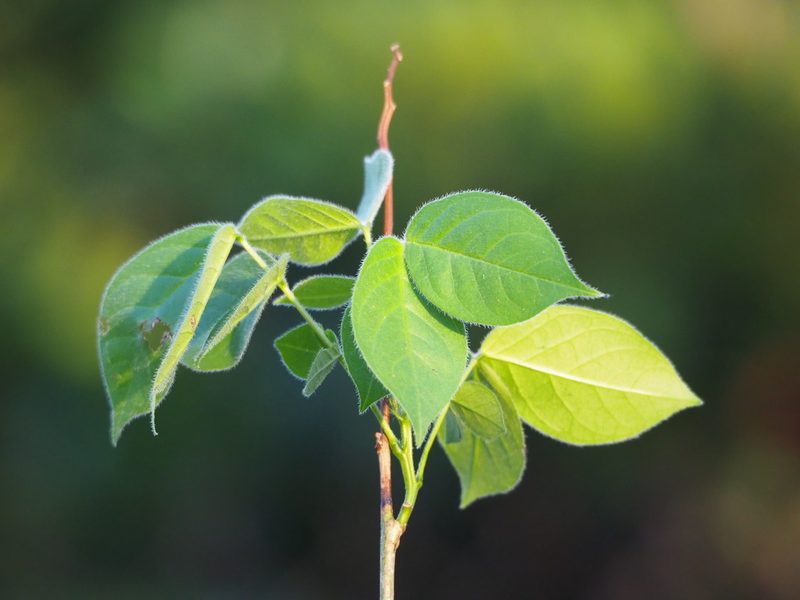 Senna hirsuta, photographed by 葉子