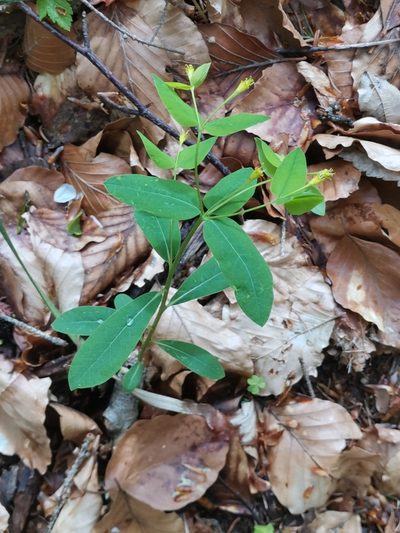 Euphorbia carniolica, photographed by Ljaž