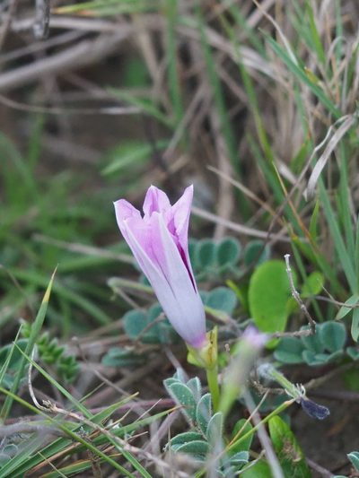 Ipomoea littoralis, photographed by 葉子