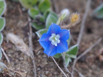 Evolvulus alsinoides, photographed by 葉子