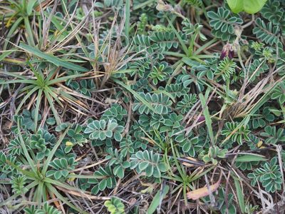 Tephrosia obovata, photographed by 葉子