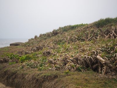 Pandanus odorifer, photographed by 葉子