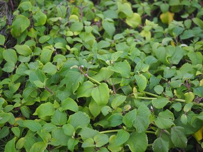 Wollastonia biflora, photographed by 葉子