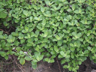 Vitex rotundifolia, photographed by 葉子