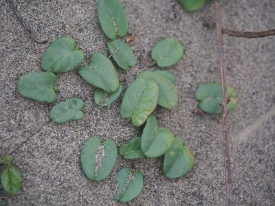 Ipomoea imperati, photographed by 葉子