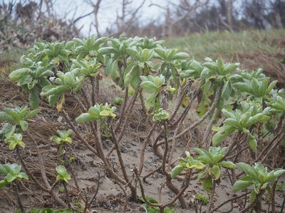 Heliotropium arboreum, photographed by 葉子