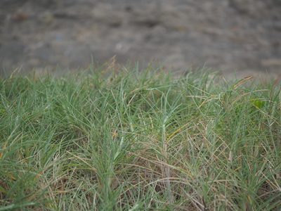 Spinifex littoreus, photographed by 葉子