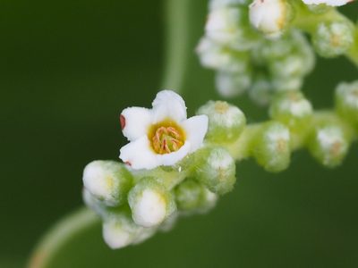 Heliotropium arboreum, photographed by 葉子
