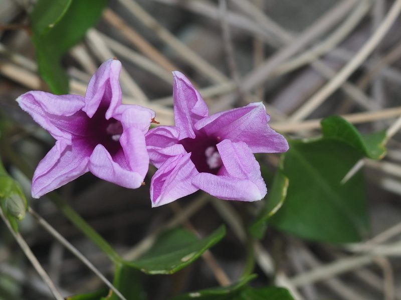 Ipomoea littoralis, photographed by 葉子