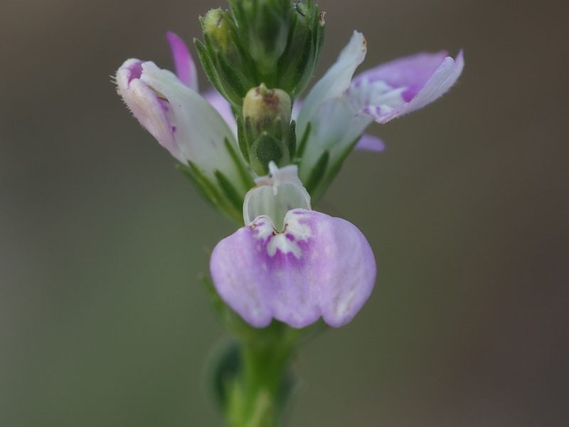Justicia hayatae, photographed by 葉子