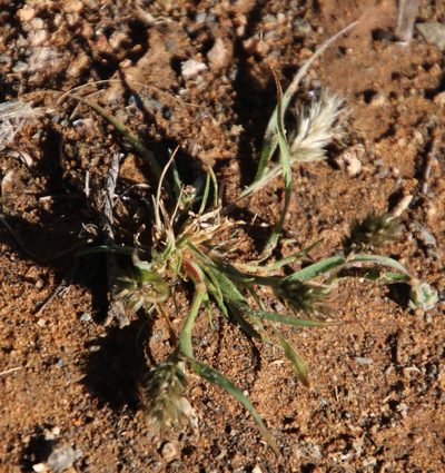 Enneapogon scaber, photographed by Tony Rebelo