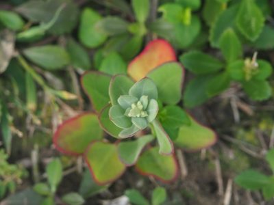 Chenopodium acuminatum, photographed by 葉子